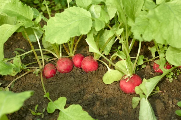 Röda rädisor i marken — Stockfoto