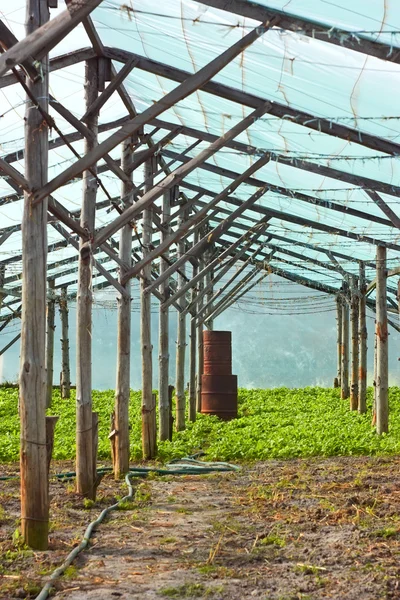 Wooden film greenhouse after harvest — Stock Photo, Image