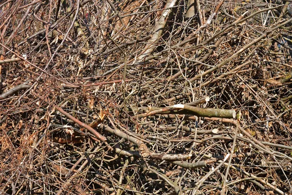 Gran pila de ramas de árboles secos —  Fotos de Stock