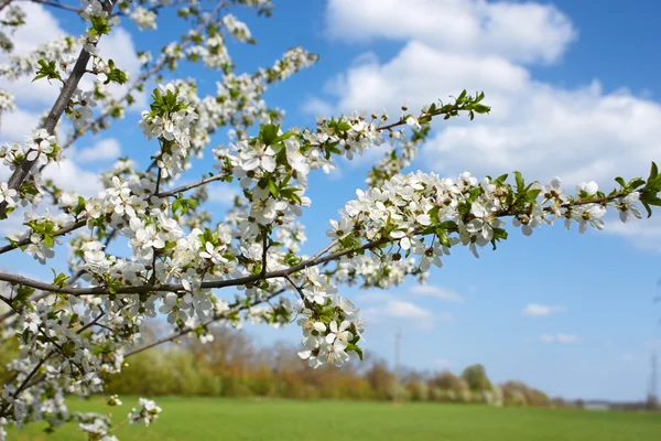 Virágzó cseresznyeág — Stock Fotó