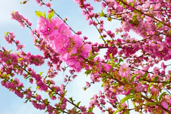 Sakura in primavera — Foto Stock