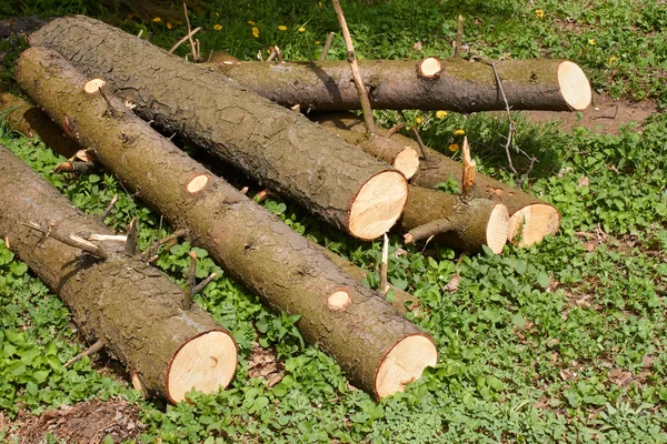 Pilha de troncos de pinho na grama verde — Fotografia de Stock