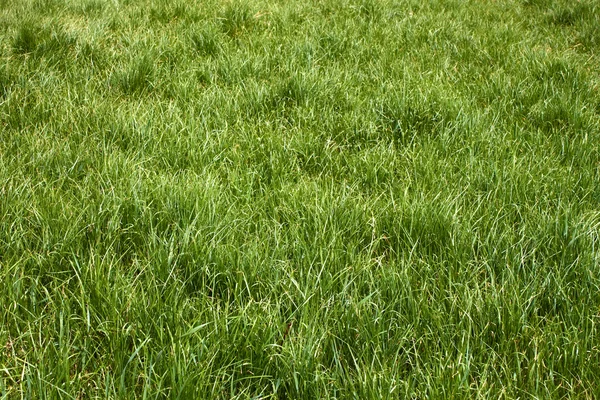 Meadow grass in the springtime — Stock Photo, Image