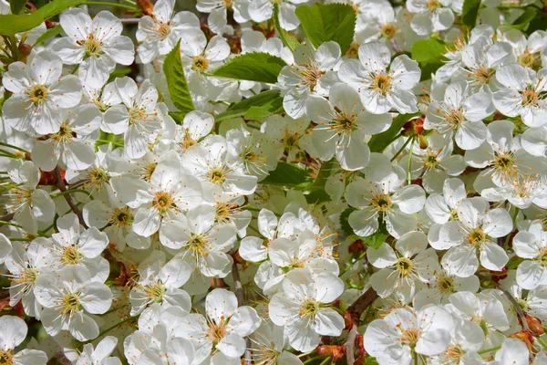 봄철의 벚꽃 — 스톡 사진