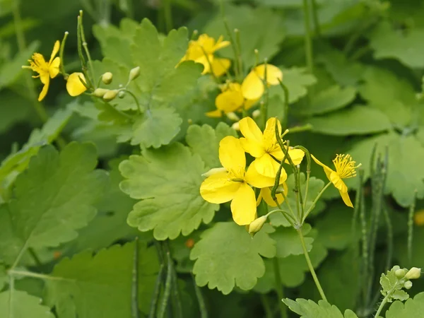 Blommande av ört — Stockfoto