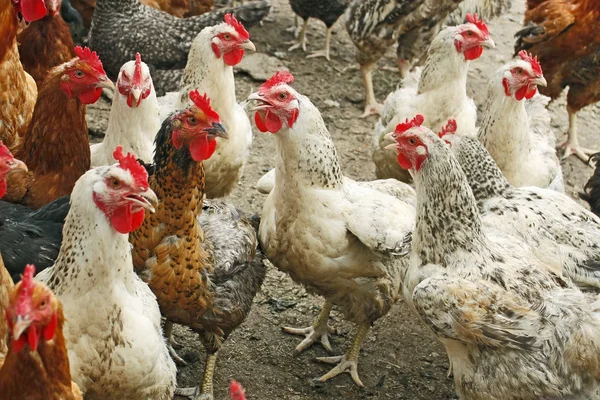 Hühner auf dem Geflügelhof — Stockfoto
