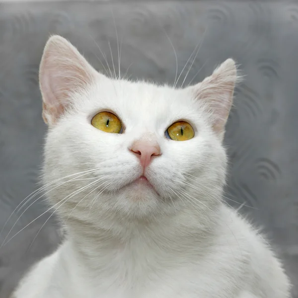 Weiße süße Katze — Stockfoto