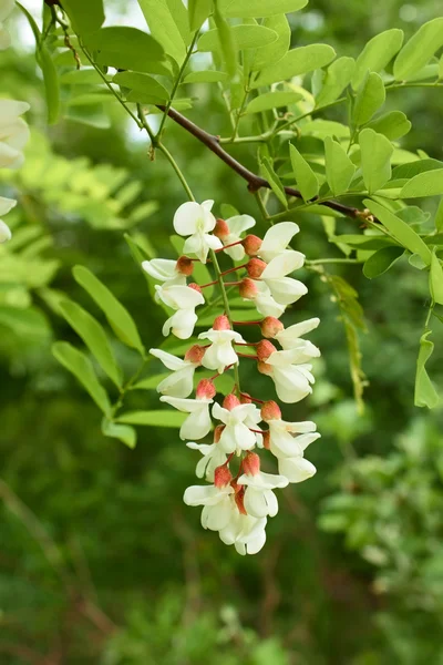 Floração de celandina — Fotografia de Stock