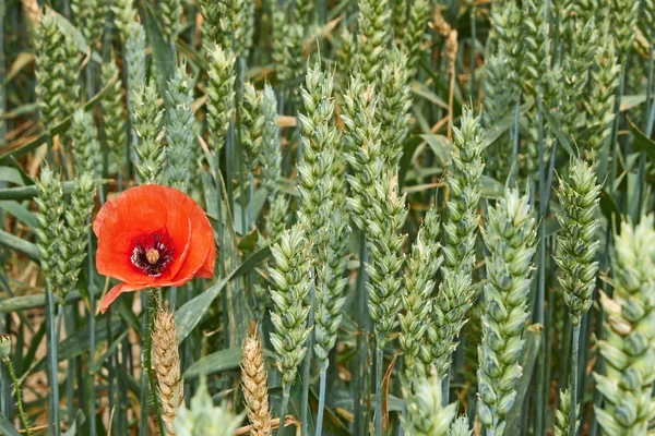 Czerwony kwiat Mak wśród zielonej pszenicy uszy — Zdjęcie stockowe