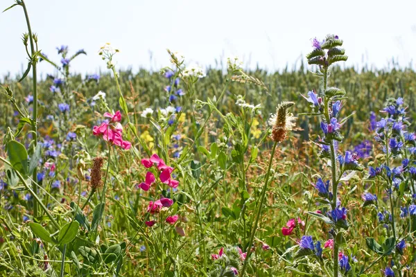 Snabb blomning av olika brokiga vilda växter — Stockfoto