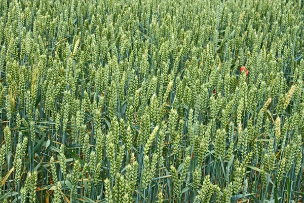 Orecchie per la maturazione del grano verde — Foto Stock