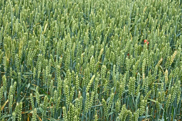 Espigas verdes para madurar trigo —  Fotos de Stock