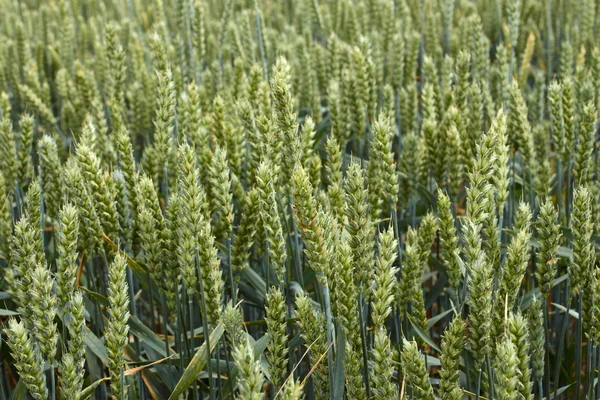 Green ripening wheat ears close-up — Stock Photo, Image