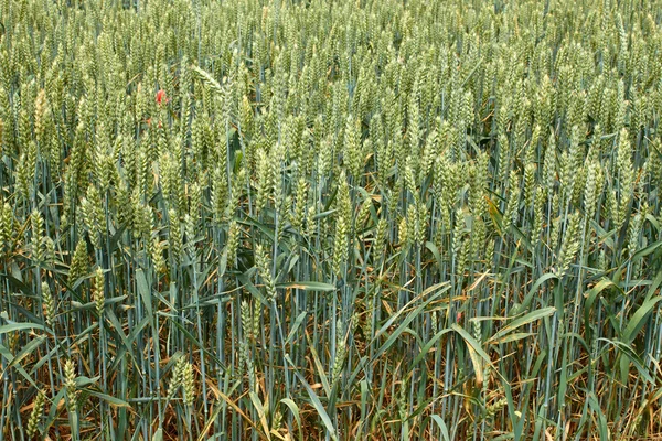 Espigas verdes de trigo em amadurecimento — Fotografia de Stock