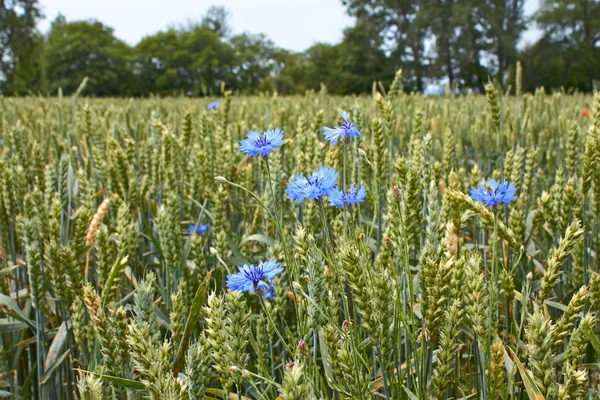 Кукурудзяні квіти на пшеничному полі — стокове фото