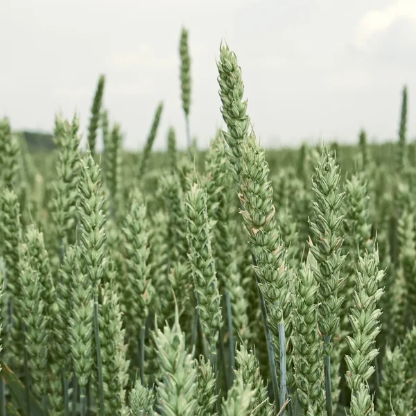 Green ripening ears of wheat — Stock Photo, Image