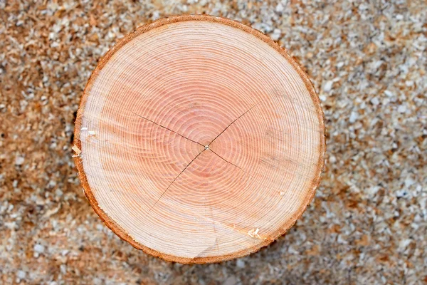 Leña tronco de corte — Foto de Stock