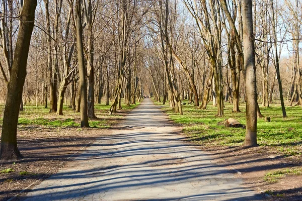 Gehweg im alten Park im zeitigen Frühjahr — Stockfoto