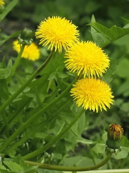 Dente de leão florido na primavera — Fotografia de Stock