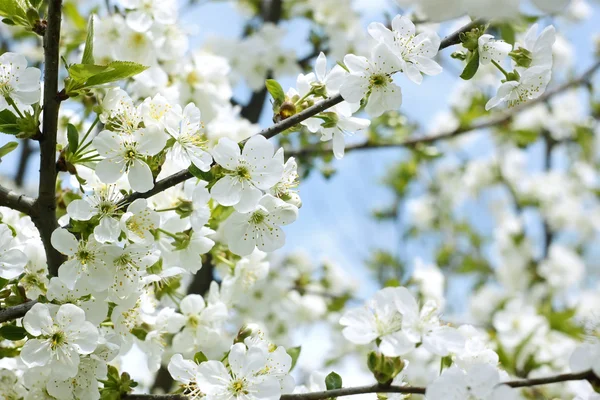달콤한 체리 나무의 급속 한 꽃 — 스톡 사진