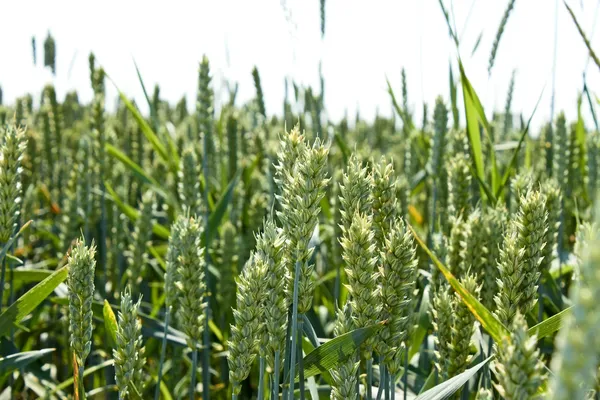 Grüne reifende Weizenähren — Stockfoto