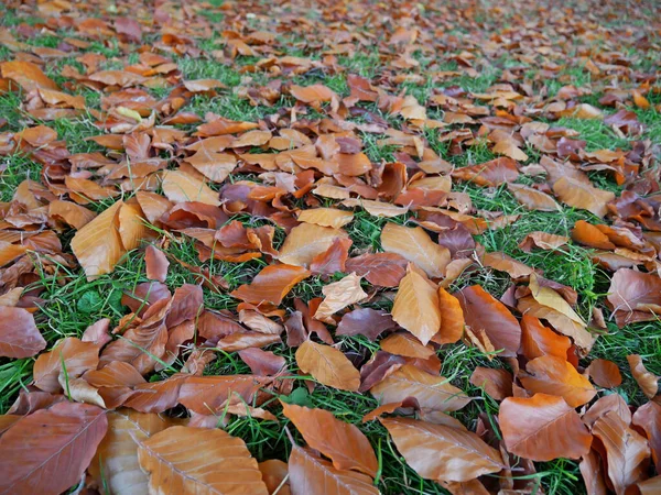 Frische Orangefarbene Blätter Der Schwarzbuche Auf Dem Grünen Rasen Herbst — Stockfoto