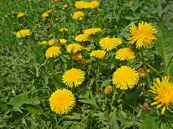 Mayıs ayı başında (Latince: Taraxacum officinale) çayırda çiçek açan birçok karahindiba.