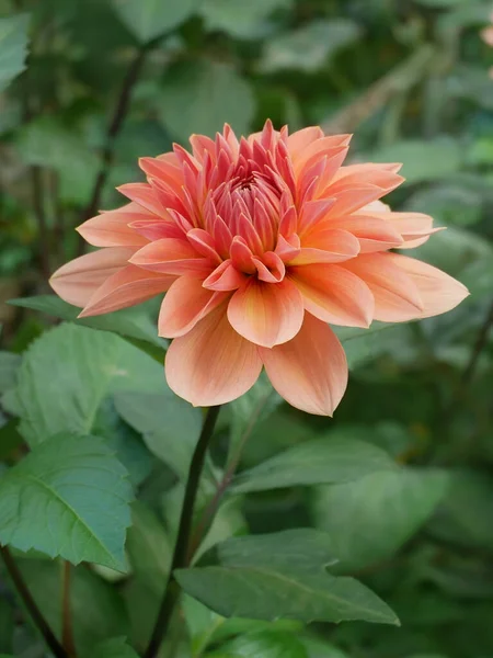 Floraison Dahlia Georgina Couleur Terre Cuite Dans Parterre Fleurs Automne — Photo