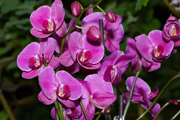 Güzel bir mor orkide. — Stok fotoğraf