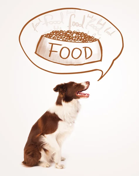 Cute border collie dreaming about food — Stock Photo, Image