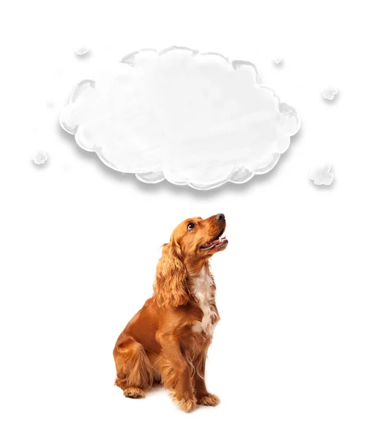 Cute cocker spaniel with cloud — Stock Photo, Image