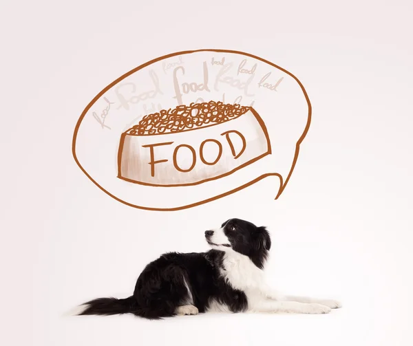 Cute border collie dreaming about food — Stock Photo, Image