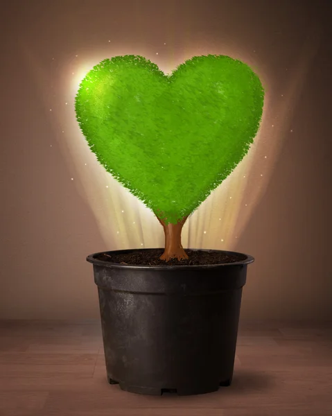 Eco árbol del corazón que sale de maceta — Foto de Stock