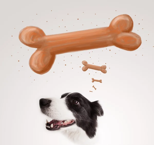 Border collie thinking about a bone — Stock Photo, Image