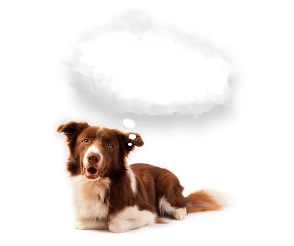 Cute dog with empty cloud bubble — Stock Photo, Image