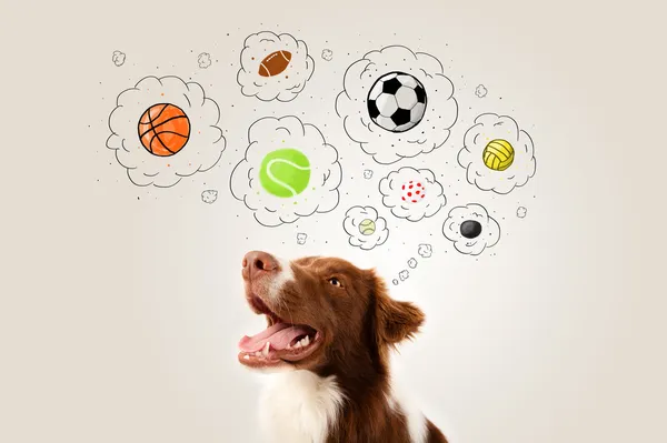 Cute dog with balls in thought bubbles — Stock Photo, Image