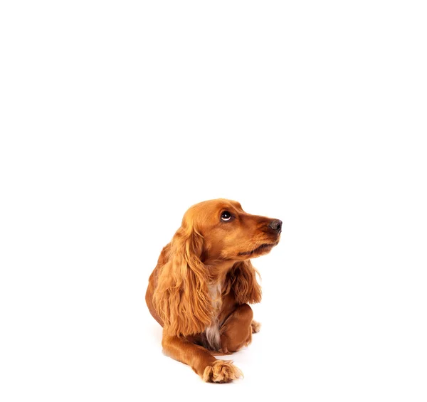 Cute cocker spaniel com espaço de cópia — Fotografia de Stock