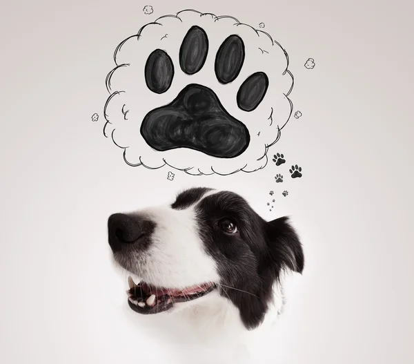 Cute border collie with paw above her head — Stock Photo, Image