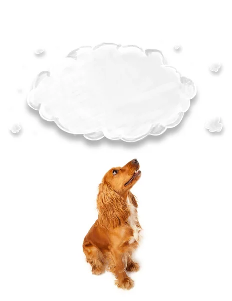 Cute cocker spaniel with cloud — Stock Photo, Image