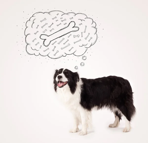 Border collie with thought bubble thinking about a bone — Stock Photo, Image