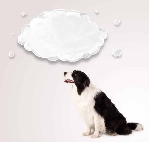 Cute border collie with empty cloud — Stock Photo, Image