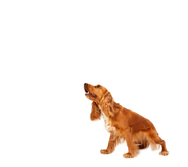 Cute cocker spaniel com espaço de cópia — Fotografia de Stock