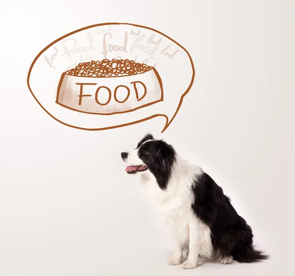 Tatlı sınır köpeği rüyasında yemek görüyor. — Stok fotoğraf