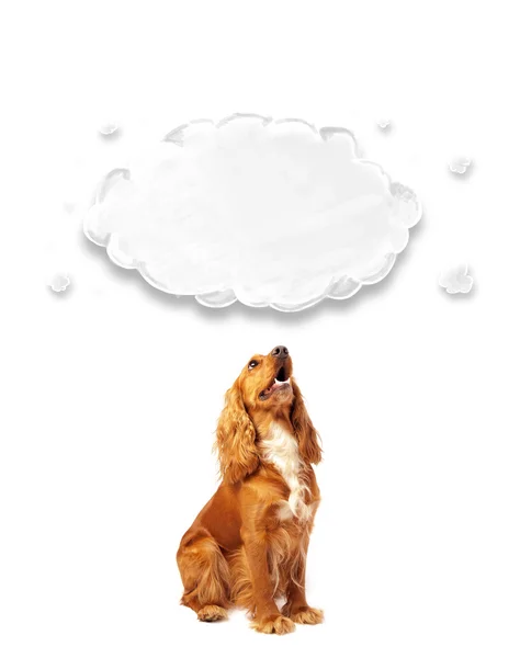 Cute cocker spaniel with cloud — Stock Photo, Image