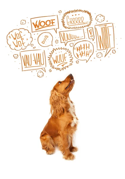 Cute pies z bańki szczekanie — Zdjęcie stockowe