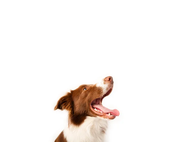 Leuke border collie met kopieerruimte — Stockfoto