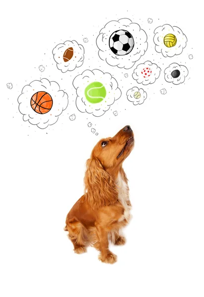 Söpö koira pallot ajatuksen kuplia — kuvapankkivalokuva