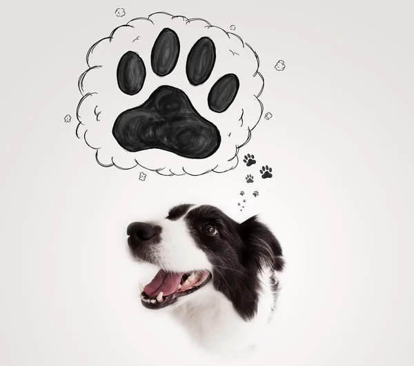 Leuke border collie met pootje boven haar hoofd — Stockfoto