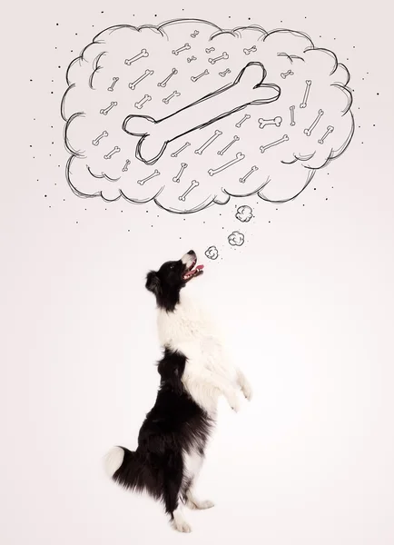 Border collie with thought bubble thinking about a bone — Stock Photo, Image