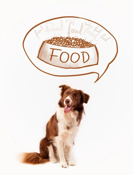 Cute border collie dreaming about food — Stock Photo, Image